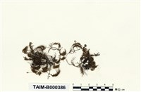 藏品(短條苔)的圖片